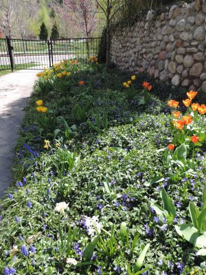 South Lawn flowers and cobblestone wall